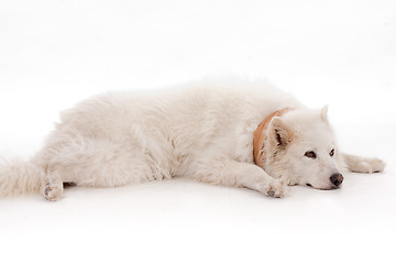 Image showing White dog relaxing on the floor