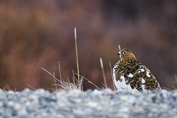 Image showing Female ptargigan warming at the roadside