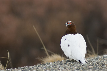 Image showing Male ptarmigan on watch