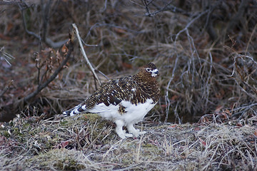 Image showing Female ptarmigan