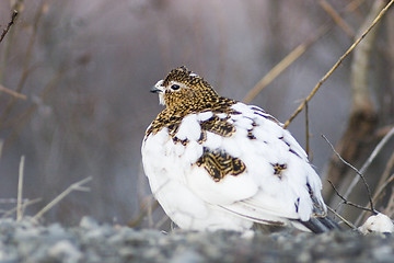 Image showing female ptarmigan