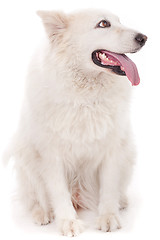 Image showing Cute white dog looking sideway