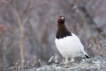 Image showing Careful ptarmigan