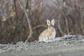 Image showing Wondering rabbit