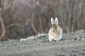 Image showing Interesting snowshoe hare