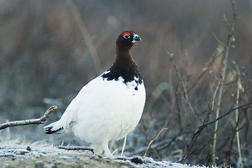 Image showing Alert ptarmigan