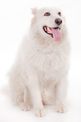 Image showing White dog