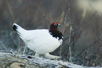 Image showing Ptarmigan walking