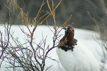 Image showing winter and spring food for ptarmigan