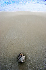 Image showing Coconut washed up on the beach