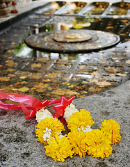 Image showing Yellow flowers