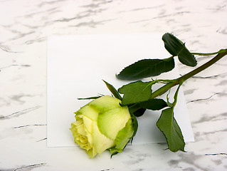 Image showing Rose on a blank leaf paper