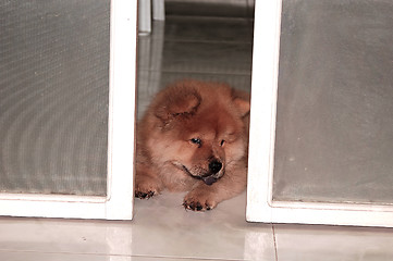 Image showing chowchow looking at the sliding door