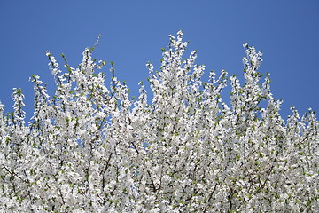 Image showing Beautiful tree with white flowers