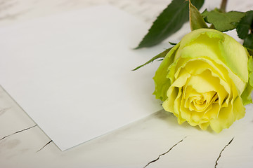 Image showing Rose on a blank leaf paper