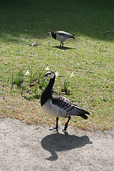 Image showing Sea- birds