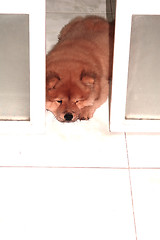 Image showing puppy behind the sliding door`