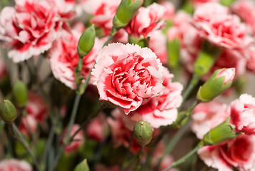 Image showing Beautiful carnation flowers or pinks