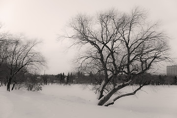 Image showing Dark cold winter day