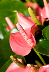 Image showing Close-up of beautiful anturium flowers