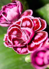 Image showing Close-up of carnation