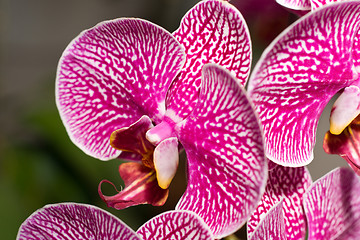 Image showing Close-up of cymbidium or orchid