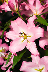 Image showing Close-up of pink Lily from Keukenhof park