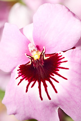 Image showing Close-up of pink orchid