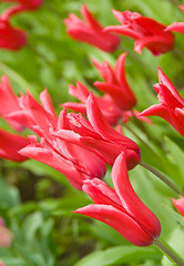 Image showing Dutch Flowers. Red tulips in Keukenhof park
