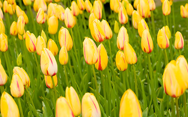 Image showing Dutch yellow tulips in Keukenhof park