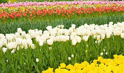 Image showing Dutch tulips flowerbed in Keukenhof 