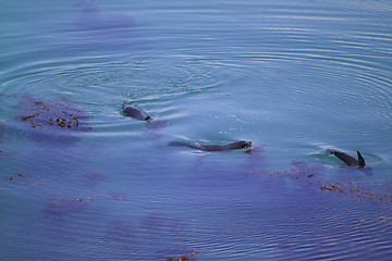 Image showing seals playing in water
