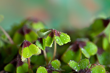 Image showing Four leaved Clover