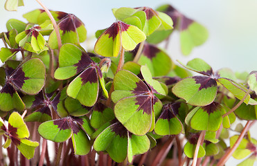 Image showing Four leaved Clover