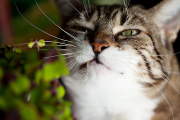 Image showing Cat and Four leaved Clover