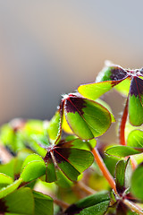 Image showing Four leaved Clover