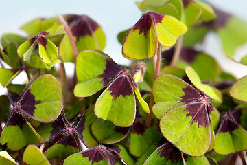 Image showing Four leaved Clover