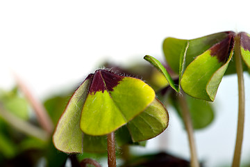 Image showing Four leaved Clover