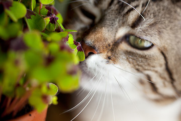 Image showing Cat and Four leaved Clover