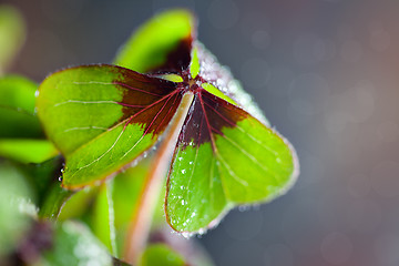 Image showing Four leaved Clover