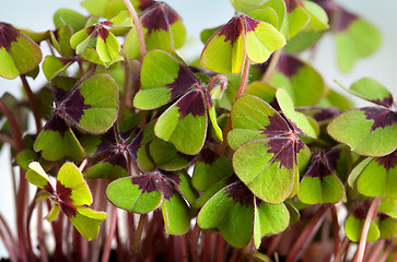 Image showing Four leaved Clover