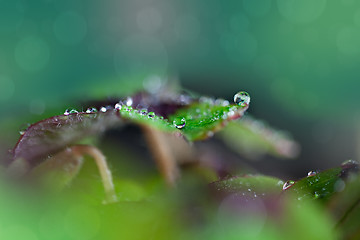 Image showing Four leaved Clover