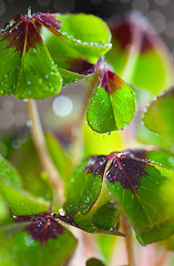 Image showing Four leaved Clover