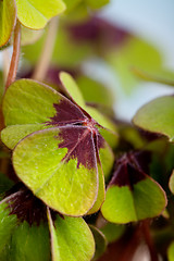 Image showing Four leaved Clover