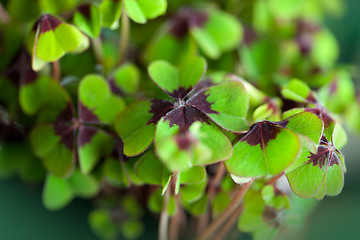 Image showing Four leaved Clover