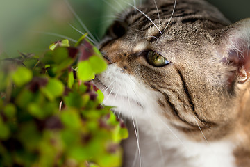 Image showing Cat and Four leaved Clover