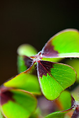 Image showing Four leaved Clover