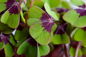 Image showing Four leaved Clover