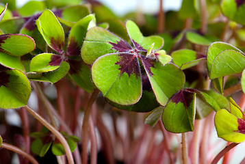 Image showing Four leaved Clover