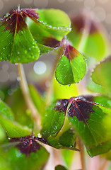 Image showing Four leaved Clover